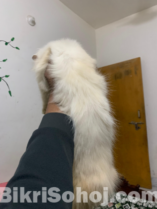 Male Persian cat